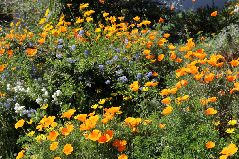 Photo of bay friendly landscaping, poppies